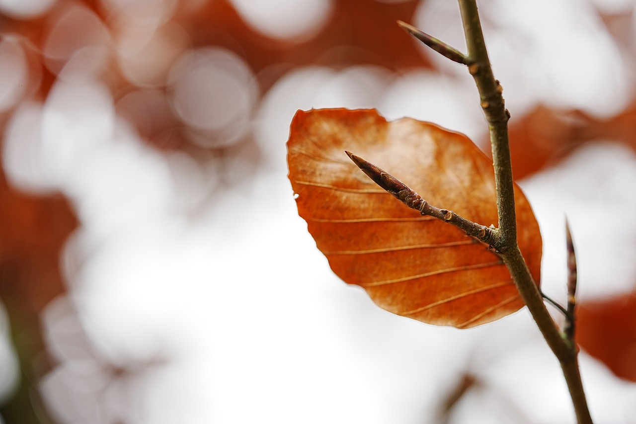 Fall Home Maintenance Tips header image.