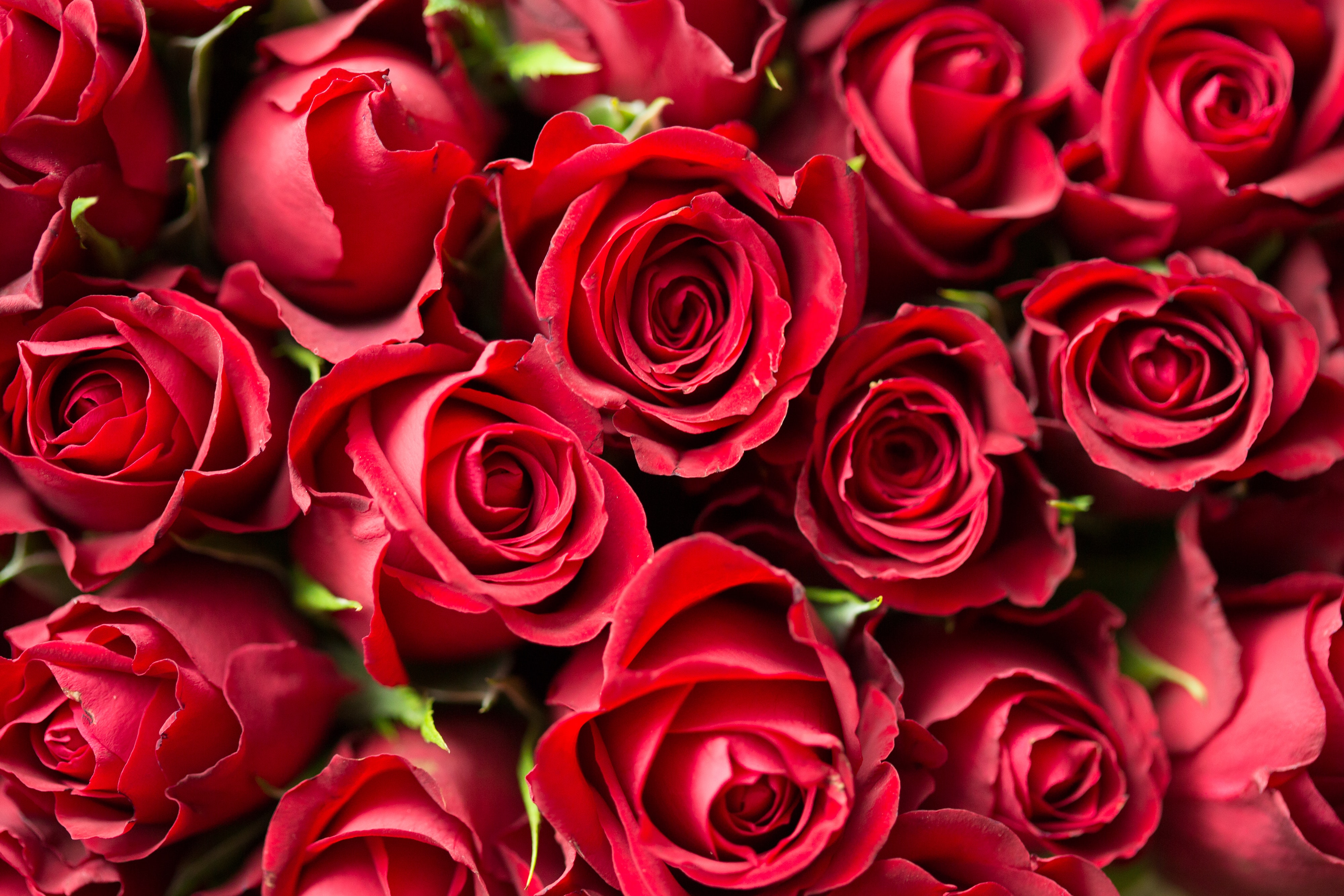 Valentine's Day Activities Around Lockport, IL header image.