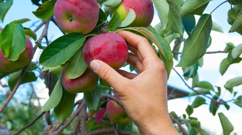 Autumn Apple Adventures- A Crisp Guide to Western & Central North Carolina's Top Orchards header image.