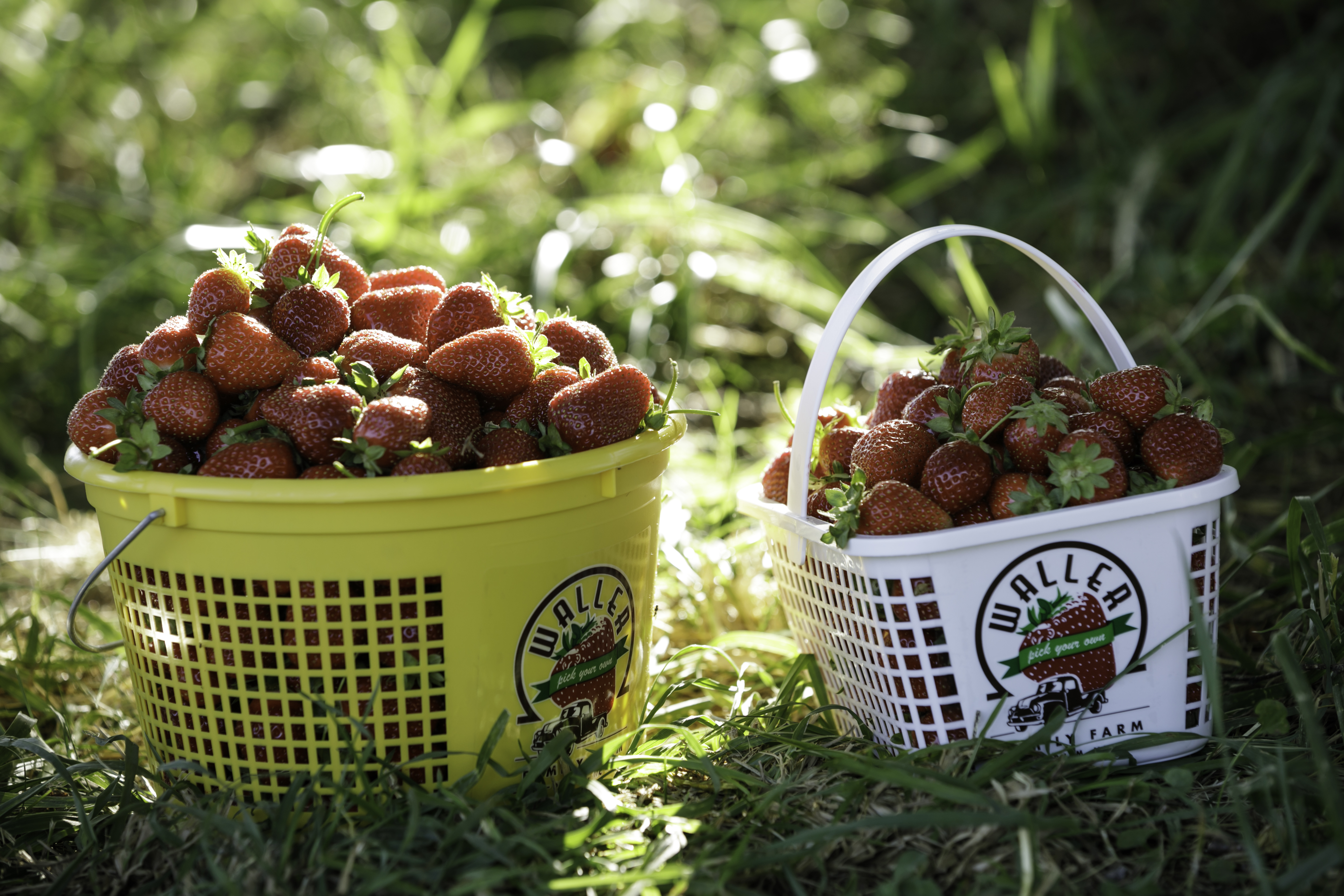 Berry Picking Around the Triangle header image.