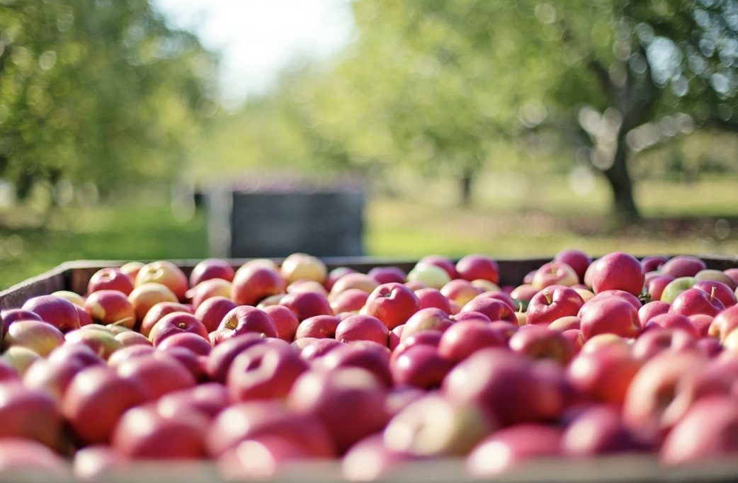 Pumpkin Patches & Apple Orchards header image.