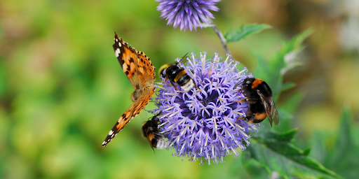 Planting a Pollinator Garden header image.