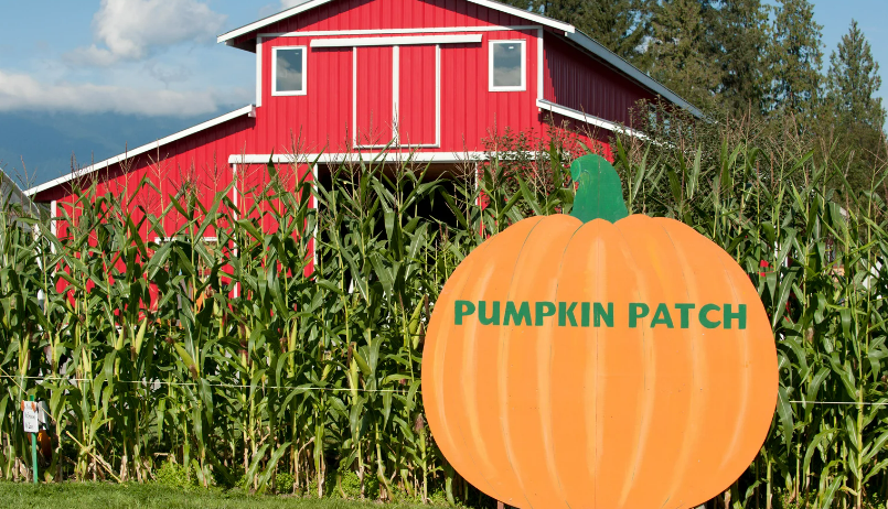 Triangle Pumpkin Patches and Autumn Adventures header image.