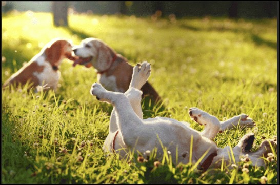 🐾 Dog Parks, Trails, and Pet-Friendly Spots Around Ocala, FL header image.