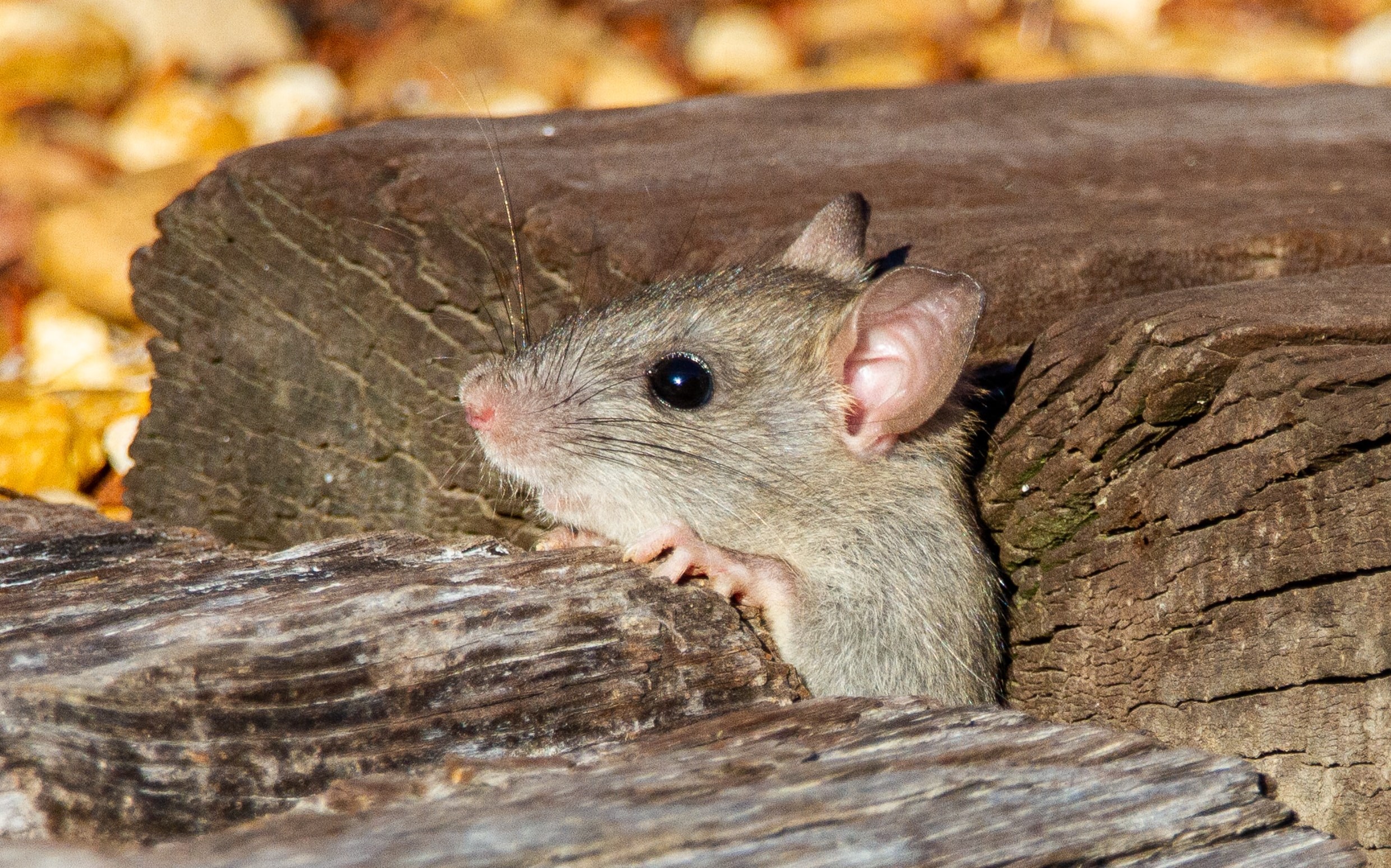 Mouse in the House? header image.