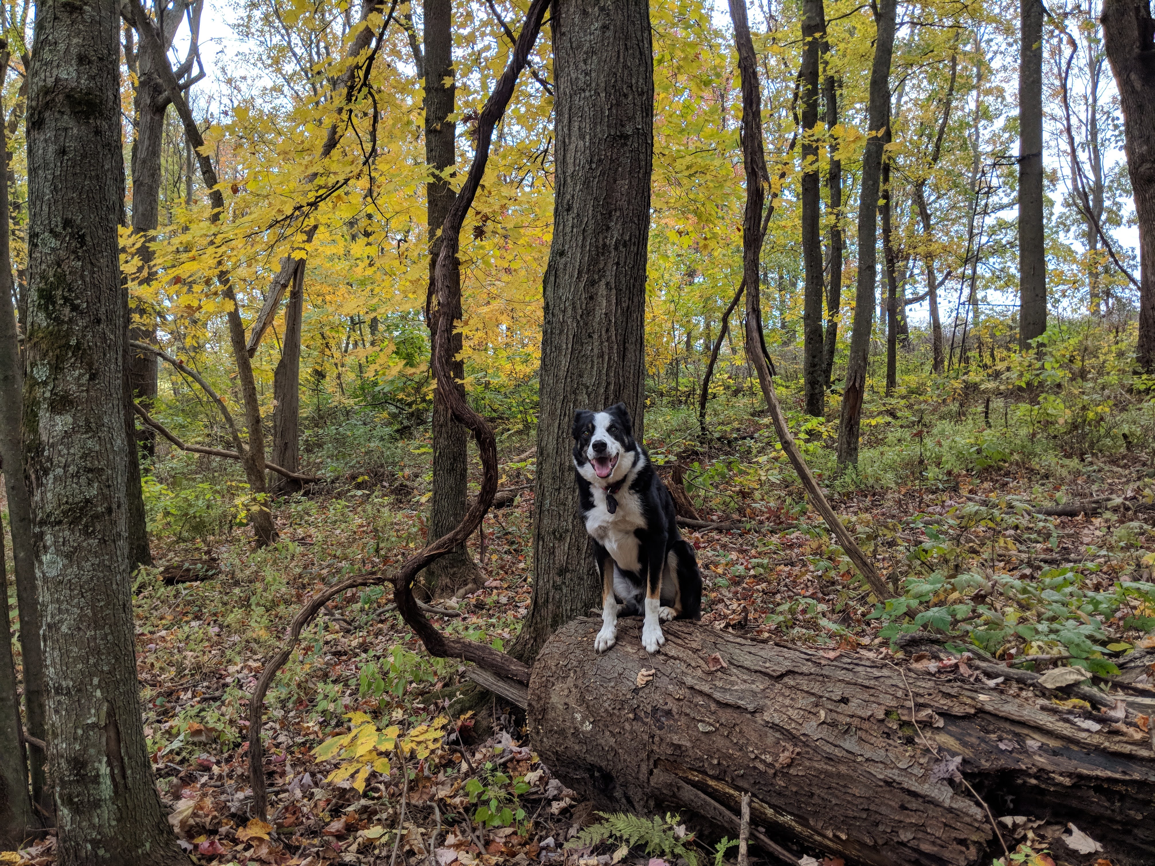 Barkitecture a Home for You and Your Furry Loved Ones header image.