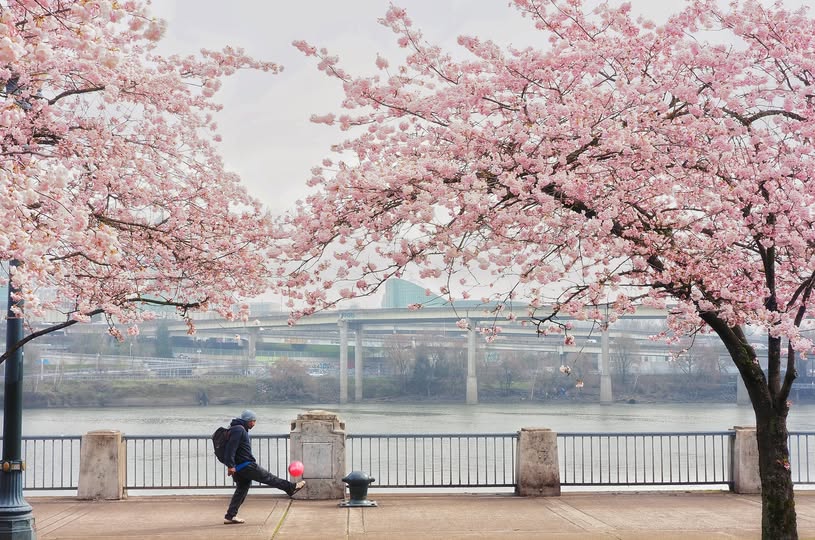 Northwest Portland, has it all.. header image.