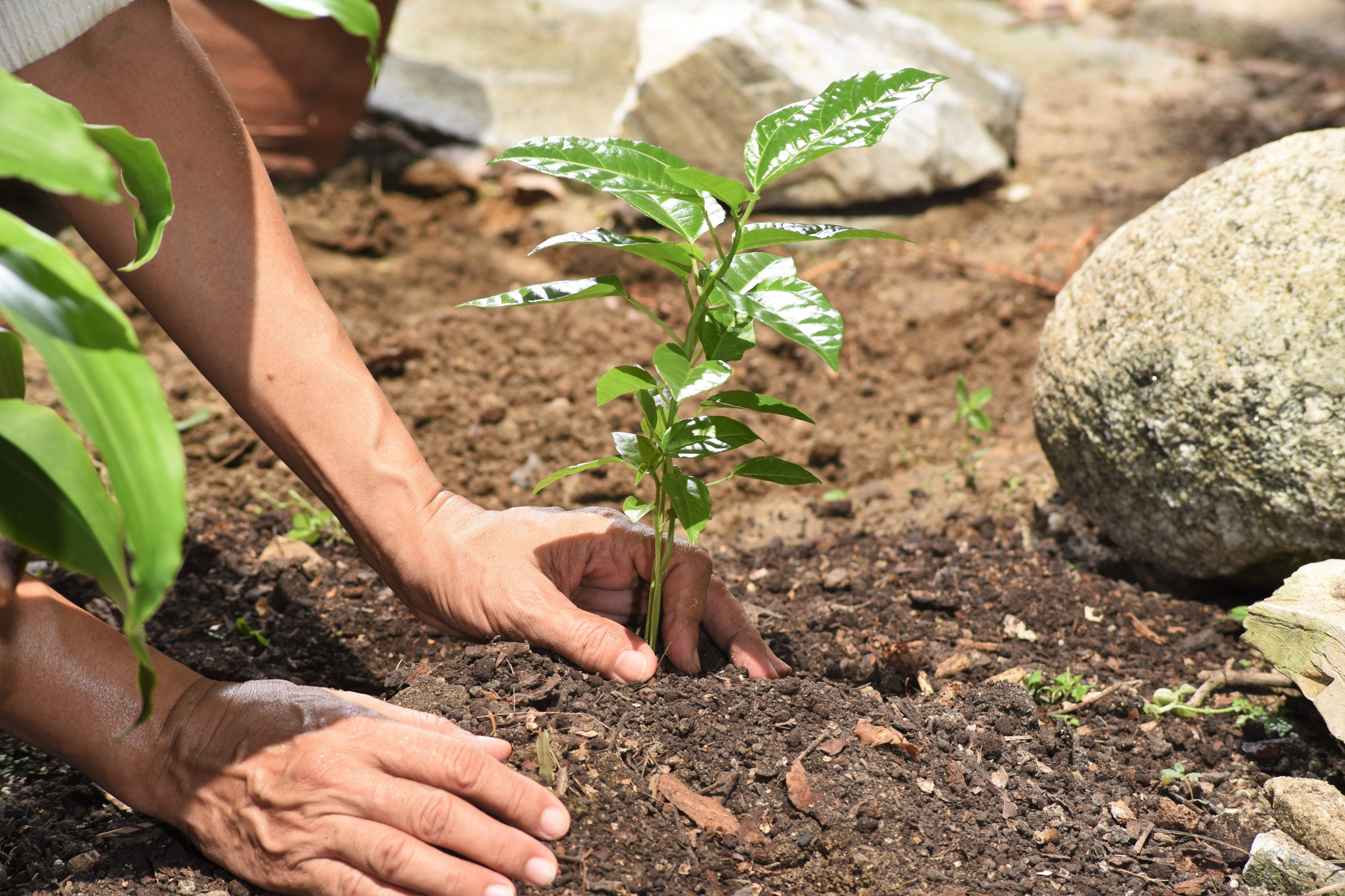 Plant a Tree! header image.