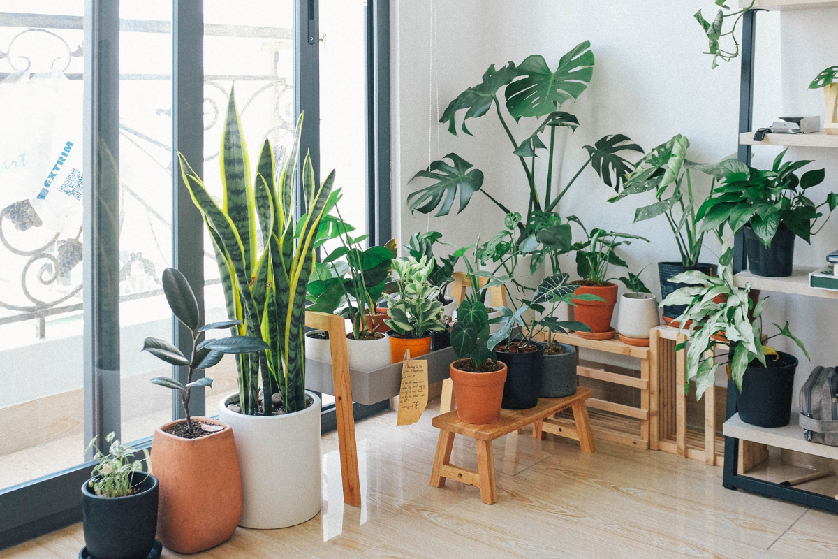 Pet Friendly Indoor Plants header image.