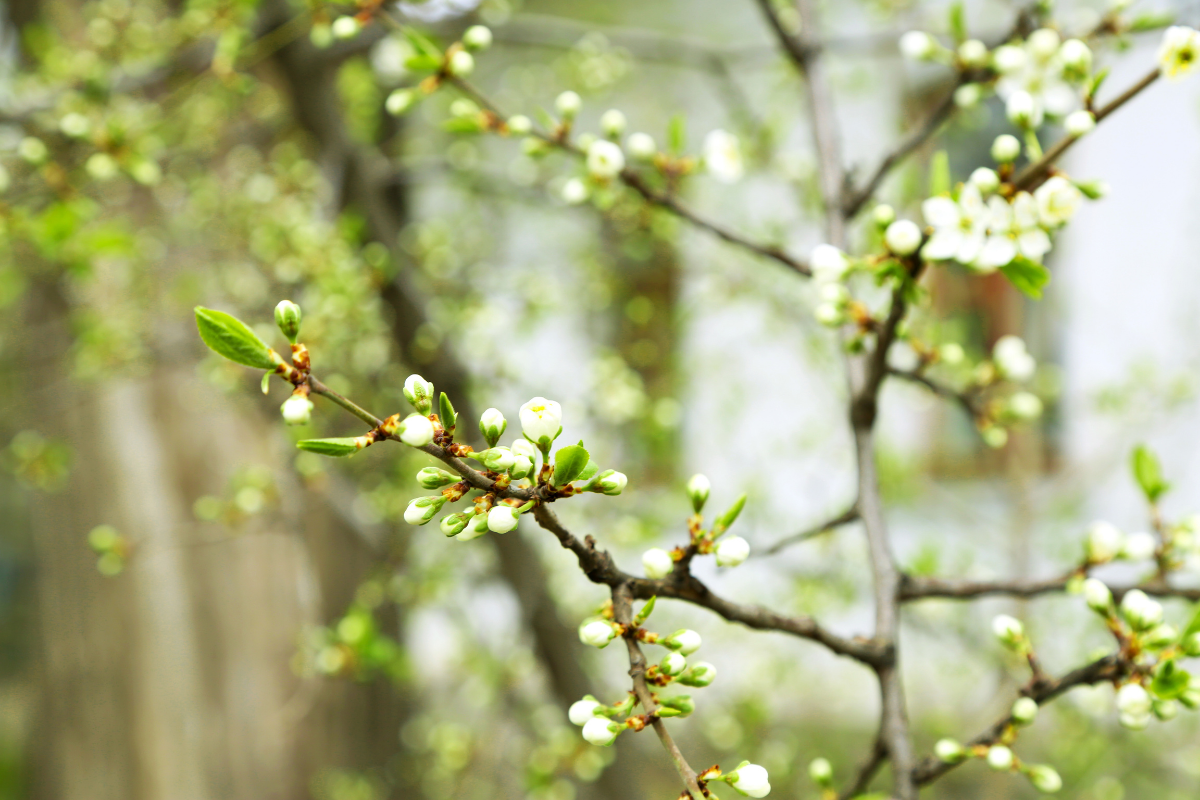 Does Your Tree Need a Trimming? header image.
