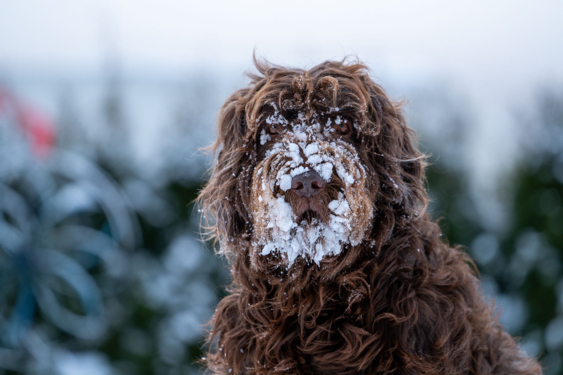 Pet-Friendly Winter Activities in Portland That Every Dog Owner Should Try header image.