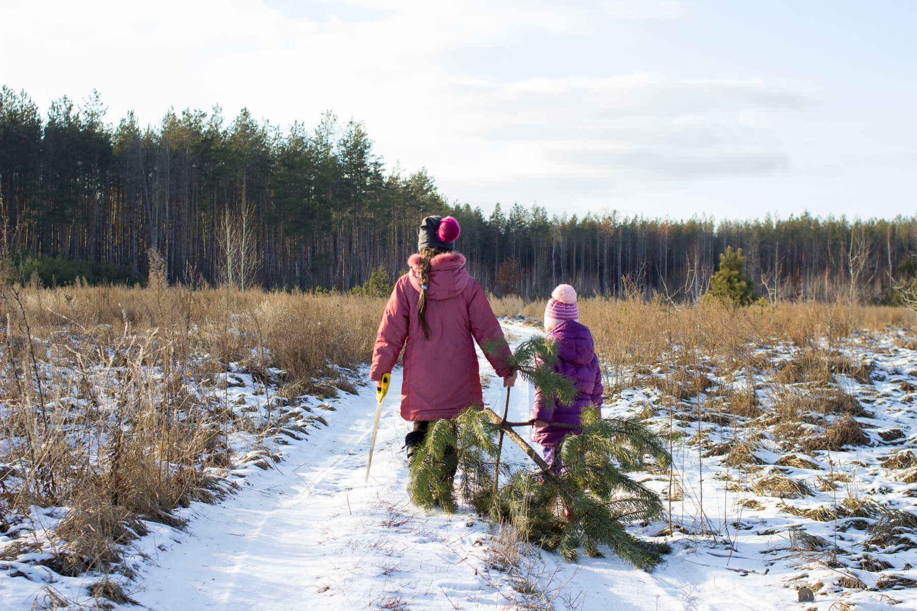 Best Places To Cut Your Own Holiday Tree In Portland header image.