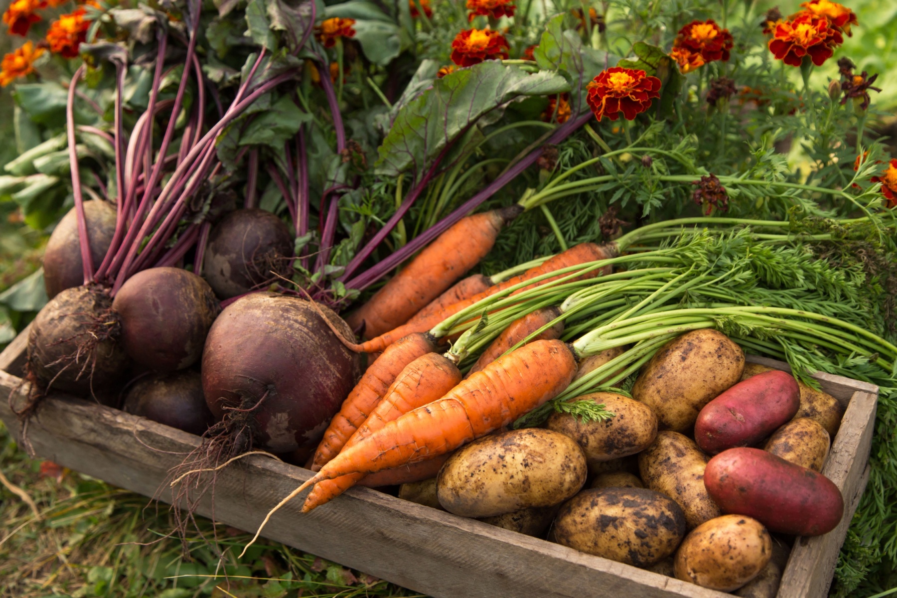 Discover Fresh, Local Produce: Your Guide to Portland’s Harvest Season header image.