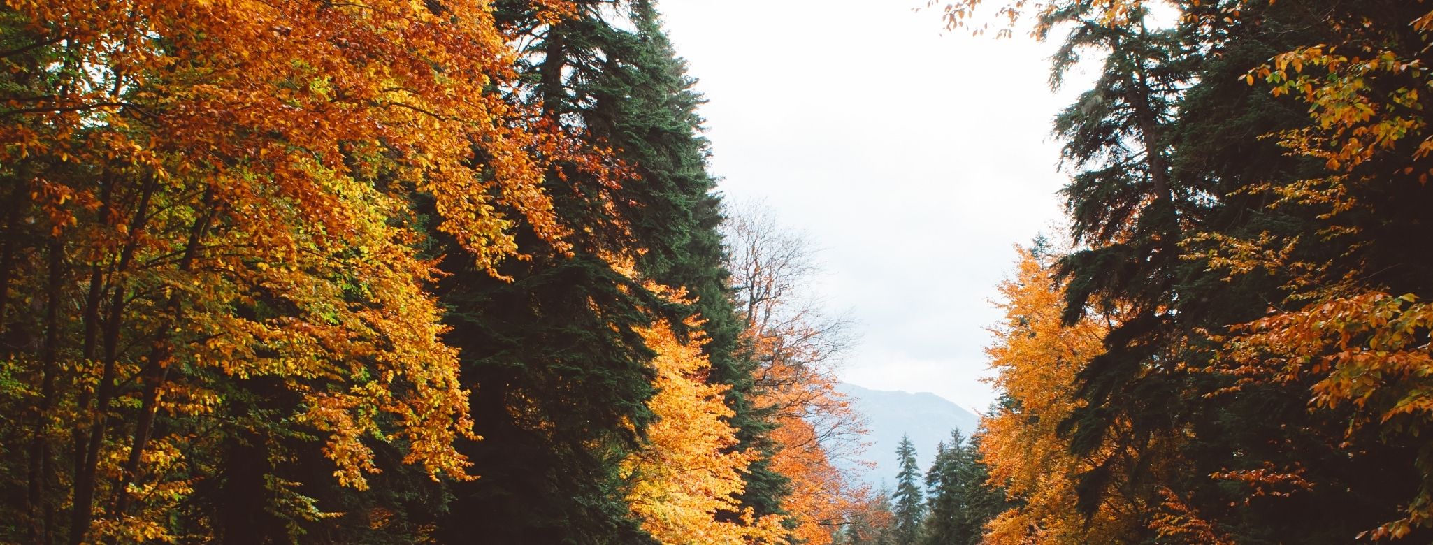 Why Pricing Your Home Right Matters This Fall header image.