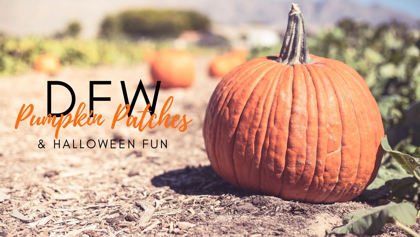 DFW Pumpkin Patches & Halloween Fun header image.
