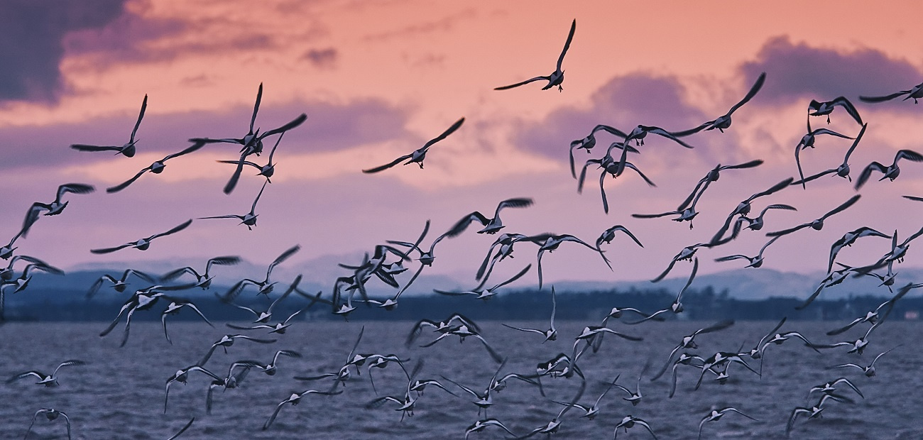 Where are Buyers Moving? New Migration Patterns are Emerging header image.