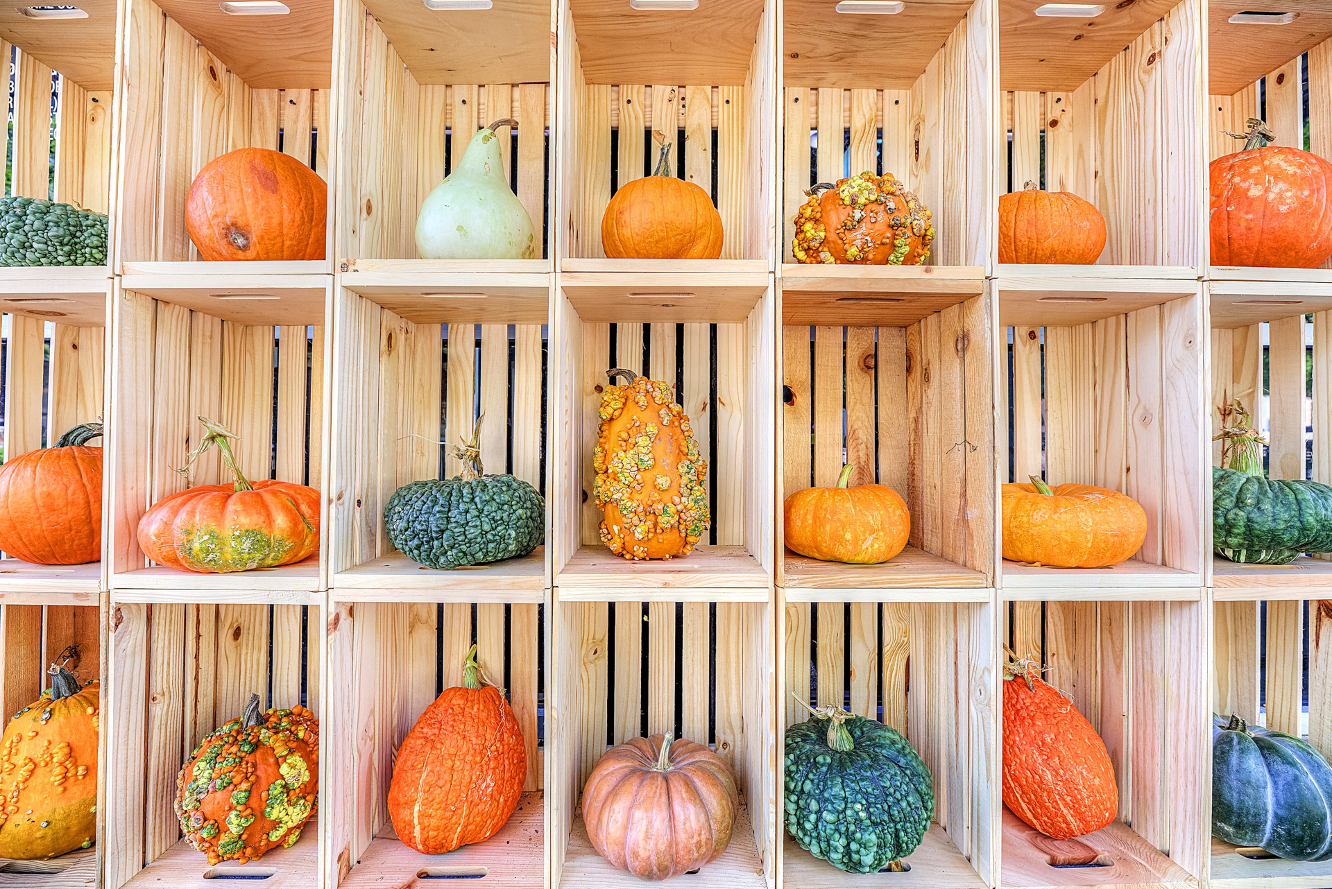 Pumpkin Patches in DFW 2024: Your Guide to Fall Fun header image.
