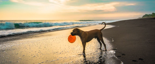 Top 5 Dog-Friendly Beaches in Tampa Bay: The Ultimate Guide for Pet Owners header image.