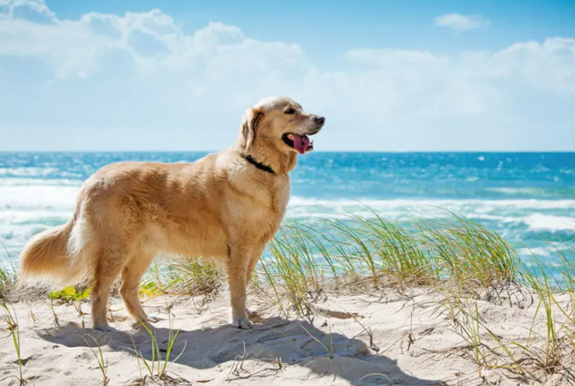 Top 5 Dog-Friendly Beaches in Tampa Bay: The Ultimate Guide for Pet Owners header image.