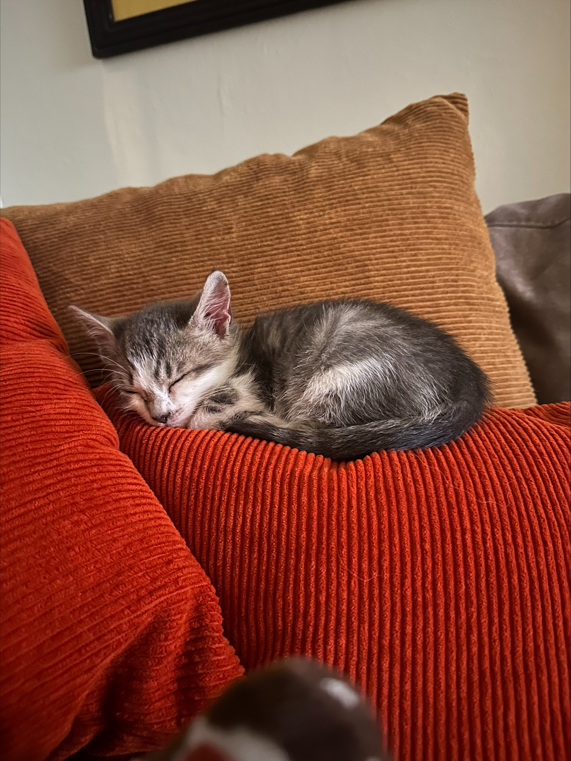 grey kitten sleeping