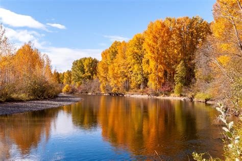 fall trees over river
